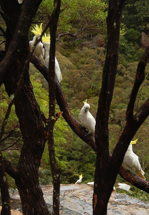 Белые какаду, австралийские сороки и лицензированные чапаеводы